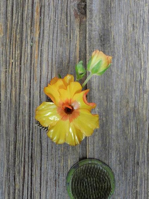 BUTTERFLY ORANGE RANUNCULUS